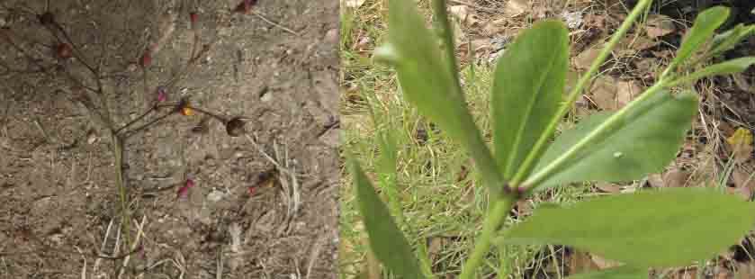 fiorellini minuscoli - Talinum paniculatum